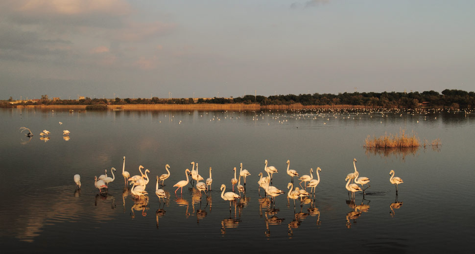 lago biviere gela